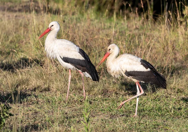 Duas Cegonhas Brancas Ciconia Ciconia Longa Grama Masai Mara Quênia — Fotografia de Stock