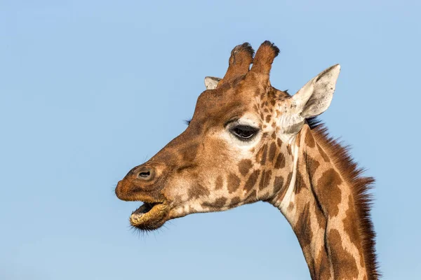 Rothschilds Giraffe Giraffa Camelopardalis Rothschildi Открытым Ртом Вид Головы Шеи — стоковое фото