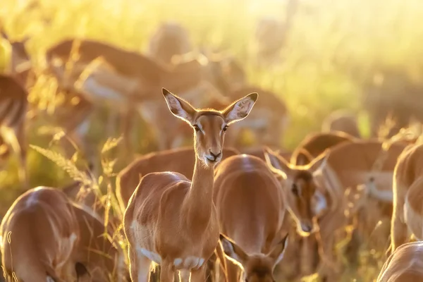 Grupo Mujeres Impala Aepyceros Melampus Pastando Hierba Larga Amanecer Parque —  Fotos de Stock