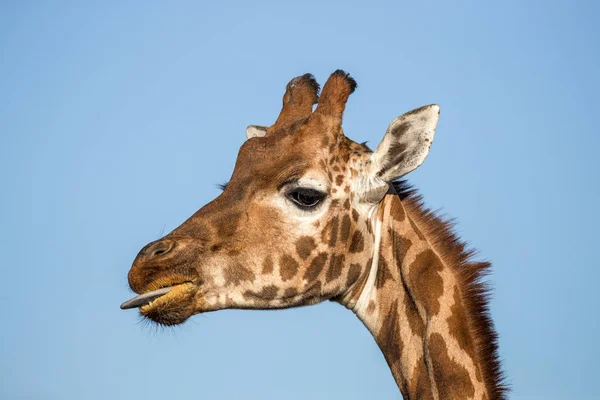 Rothschilds Giraffe Giraffa Camelopardalis Rothschildi Met Tong Uit Hoofd Nek — Stockfoto