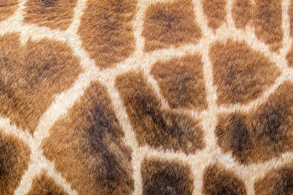 Крупный План Сетчатого Рисунка Кожи Жирафа Масаи — стоковое фото