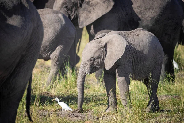 肯尼亚安博塞利国家公园的小象和一群大象中的白鹭 — 图库照片