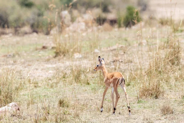 Baby Impala Grasslands Masai Mara Conservancy Triangle Kenya — Stock Photo, Image