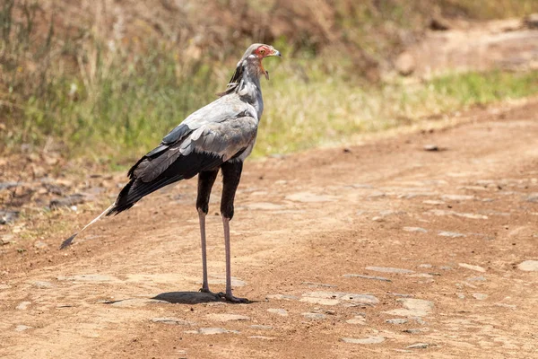 Egy Titkármadár Sagittarius Serpentarius Keresztezi Földutat Kenyai Nairobi Nemzeti Parkban — Stock Fotó