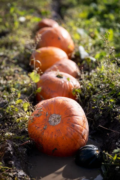Row Pumpkins Waterlogged Field Shallow Depth Filed Focus First Fruit — Stock Photo, Image