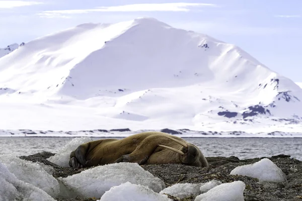 Tricheco Adulto Dormiente Odobenus Rosmarus Nelle Svalbard Norvegia Questo Grande — Foto Stock