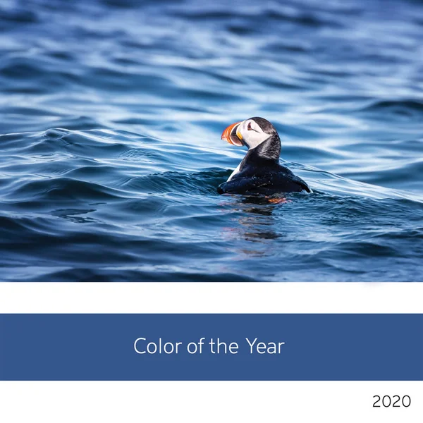 Колір 2020 Року Вид Самотнього Атлантичного Паффіна Холодних Водах Арктичного — стокове фото