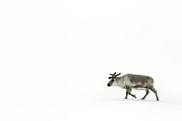 Junge Männliche Rentiere Auf Dem Schnee Von Spitzbergen Einem Norwegischen — Stockfoto