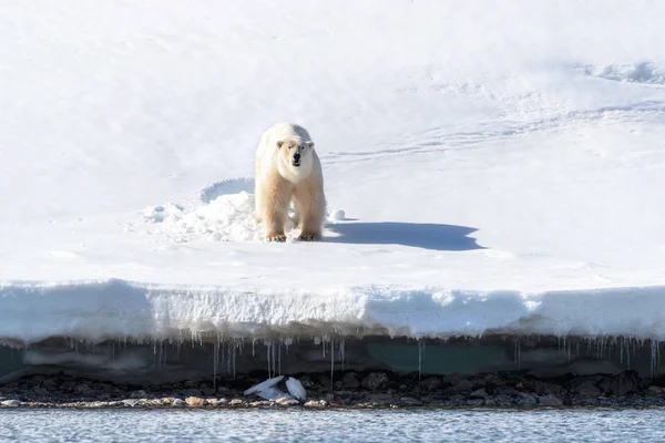在挪威大陆和北极之间的斯瓦尔巴群岛 成年雄性北极熊站在冰边 他从他用雪铺成的床上出来了 — 图库照片