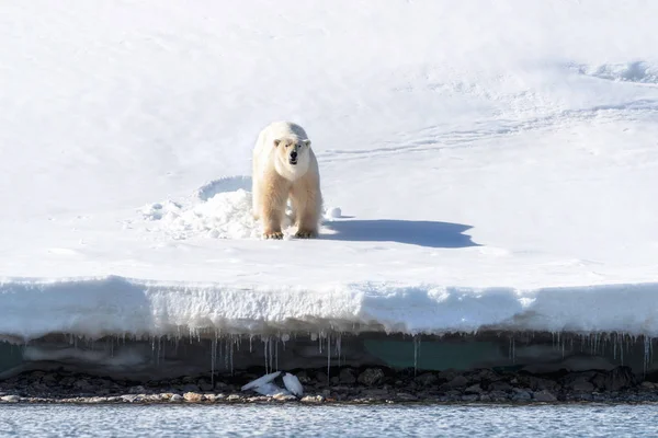 成虫のオスのホッキョクグマは ノルウェー本土と北極の間のノルウェーの群島であるスヴァールバル諸島の氷の端に立っています 彼は雪から作られたベッドから出てきた — ストック写真