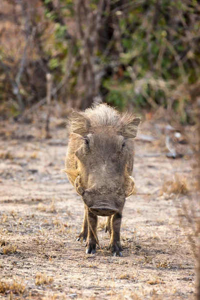 Facocero Adulto Phacochoerus Africanus Nel Kruger National Park Sud Africa — Foto Stock