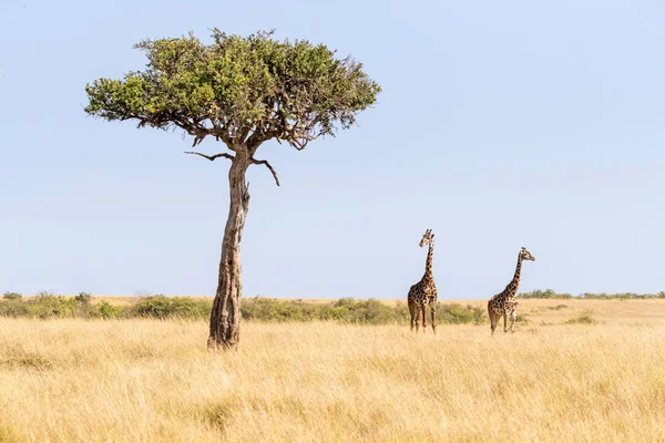 Two Maasai Giraffe Male Female Next Acacia Tree Masai Mara — Stock Photo, Image
