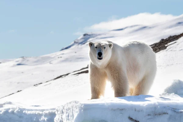 Dorosły Samiec Niedźwiedzia Polarnego Stoi Skraju Lodu Svalbard Norweskim Archipelagu — Zdjęcie stockowe