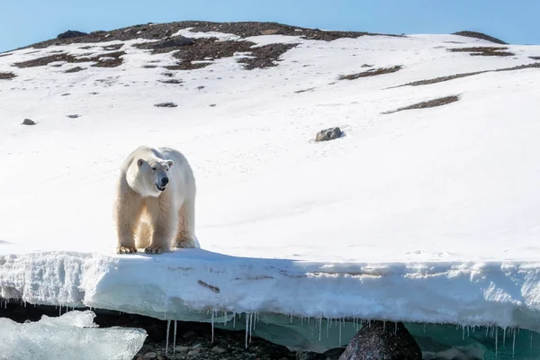 Felnőtt Férfi Jegesmedve Áll Szélén Jég Svalbard Egy Norvég Szigetcsoport — Stock Fotó