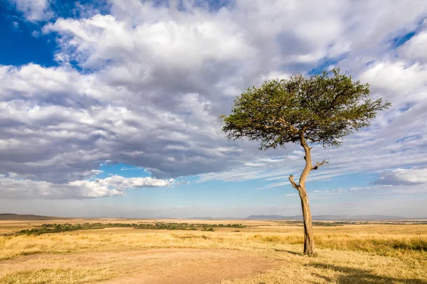 Lone Acacia Tree Long Grass Masai Mara Keňa Krásná Oblačnost — Stock fotografie