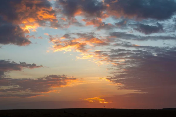 Акація Під Час Заходу Сонця Величезним Небом Широким Простором Масаї — стокове фото