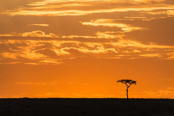 Acaciaboom Bij Schemering Masai Mara Silhouet Aan Horizon Tegen Kleurrijke — Stockfoto