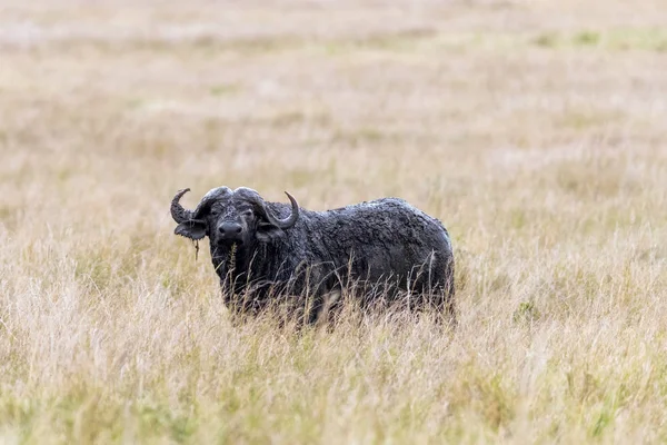 Ein Einzelner Männlicher Kapbüffel Syncerus Caffer Steht Den Graslandschaften Der — Stockfoto