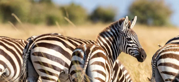 Burchells Zebry Słońcu Masai Mara Kenia Widok Tyłu Format Banera — Zdjęcie stockowe