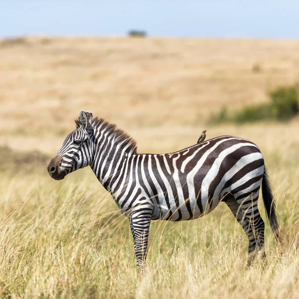 Burchells Zebra Equus Quagga Burchellii Kırmızı Gagalı Okçuyla Buphagus Erythrorhynchus — Stok fotoğraf