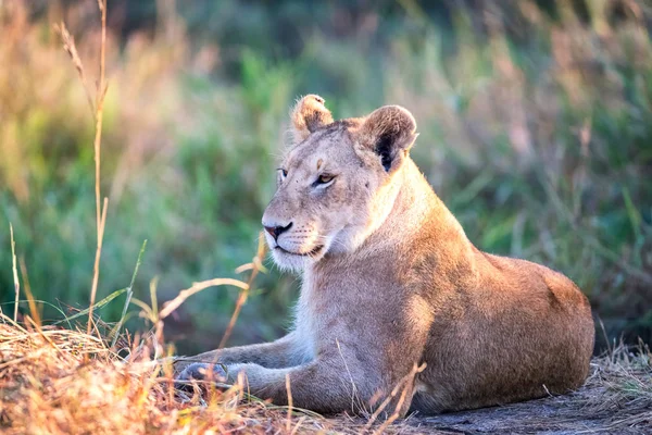 Lwica Odpoczywa Wczesnym Porannym Słońcu Masai Mara Kenia — Zdjęcie stockowe
