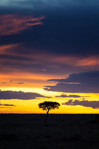 Pôr Sol Masai Mara Com Silhueta Acácia Composição Vertical Com — Fotografia de Stock