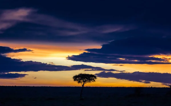 Zachód Słońca Masai Mara Sylwetką Drzewa Akacjowego Kompozycja Pozioma Miejscem — Zdjęcie stockowe
