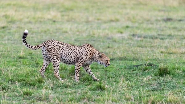 Chita Masculina Adulta Principal Acinonyx Jubatus Move Furtivamente Através Masai — Fotografia de Stock