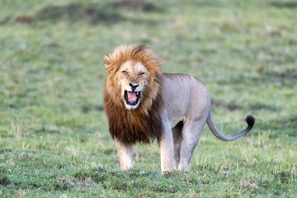Leão Macho Adulto Panthera Leo Masai Mara Quénia Este Animal — Fotografia de Stock