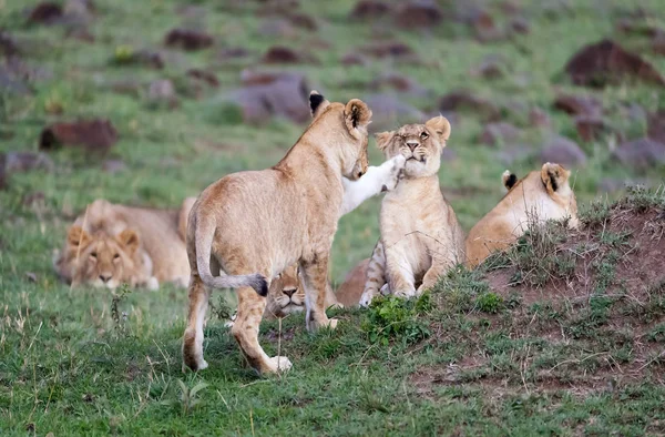 Duma Lwów Zabawnymi Młode Masai Mara Kenia — Zdjęcie stockowe