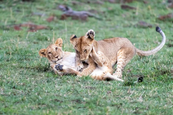 Par Juguetones Hermanos Cachorros León Masai Mara Kenia —  Fotos de Stock