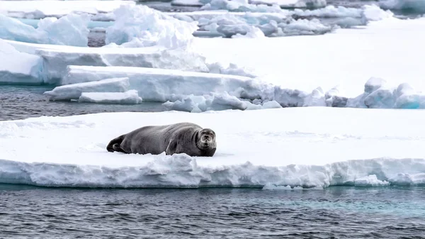 位于挪威大陆和北极之间的斯瓦尔巴群岛上 成年海豹在浮冰上保持着警觉的倾斜状态 — 图库照片