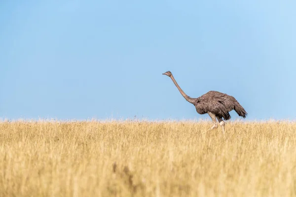 Avestruz Hembra Adulta Struthio Camelus Manejando Hierba Larga Del Masai —  Fotos de Stock