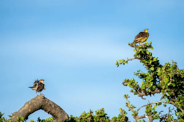 Dvojice Dlouhonohých Ptáků Žlutým Hrdlem Macronyx Croceus Stromě Keňské Masai — Stock fotografie