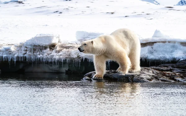 在挪威大陆和北极之间的斯瓦尔巴群岛 成年雄性北极熊站在大海的边缘 侧视图 雪景背景 — 图库照片