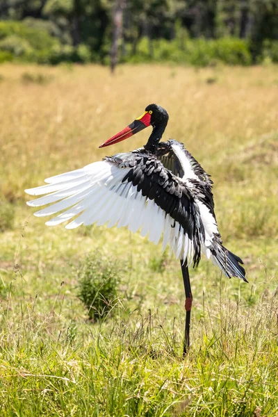 Sattelschnabel Storchweibchen Ephippiorhynchus Senegalensis Die Ihre Flügel Der Masai Mara — Stockfoto