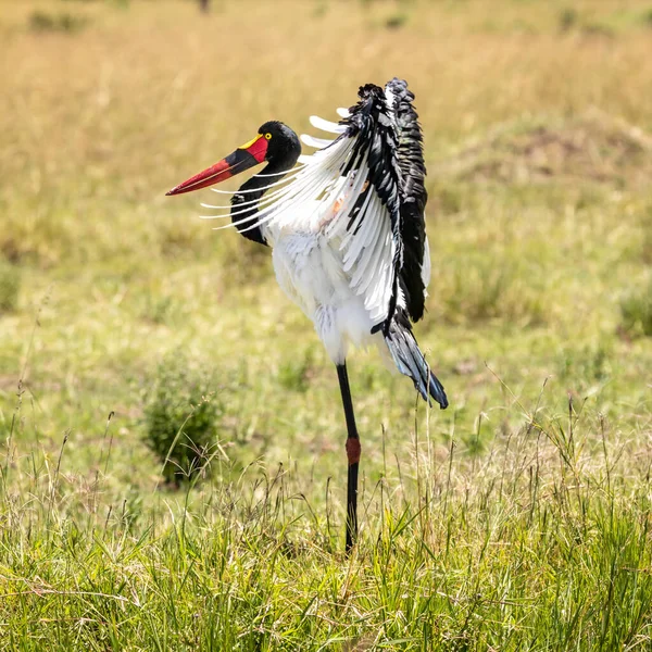 Cegonha Bico Sela Fêmea Ephippiorhynchus Senegalensis Preendendo Esticando Asas Masai — Fotografia de Stock