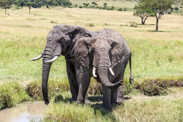 Két Fiatal Afrikai Elefánt Loxodonta Africana Iszik Egy Italt Kenyai — Stock Fotó