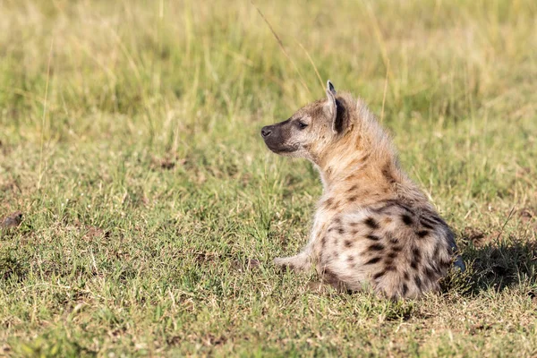 Jovem Hiena Crocuta Crocuta Repousa Nas Pastagens Masai Mara Quênia — Fotografia de Stock