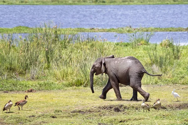 在肯尼亚安博塞利国家公园的沼泽地里 嬉闹的湿小象一直在洗澡 他脚边站着一只麋鹿和一只埃及鹅 — 图库照片