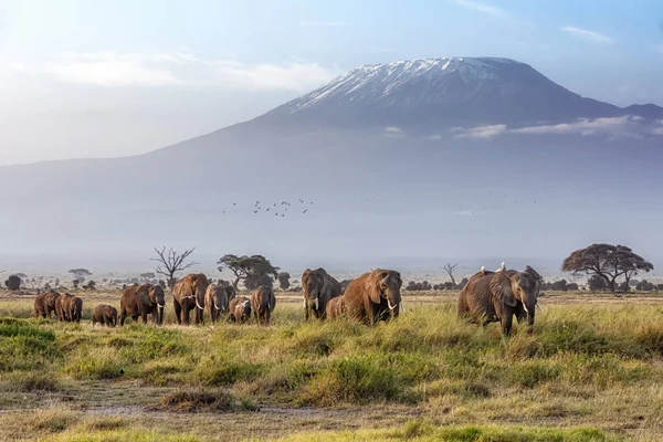 Egy Nagy Családi Elefántcsorda Sétál Ambolesil Nemzeti Park Füves Területein — Stock Fotó