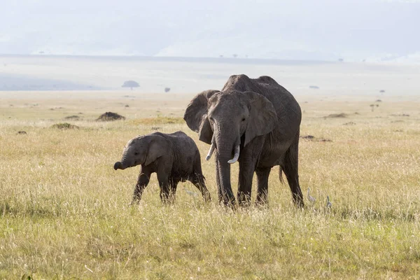 在肯尼亚Masi Mara草原上的非洲母象和小象Loxodonta Africana 在他们周围的草地上可以看到白色的母牛 — 图库照片