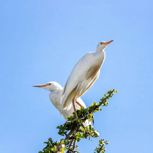 Αναπαραγωγικό Ζευγάρι Ενήλικων Egrets Βοοειδών Σκαρφαλωμένο Ένα Κλαδί Της Ακακίας — Φωτογραφία Αρχείου