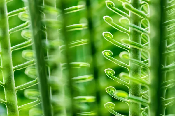 Закручені Зелені Листки Саго Пальмового Листя Cycas Revoluta Закрийте Деталі — стокове фото