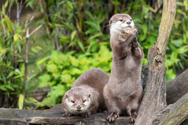 Two Attentive Oriental Small Clawed Otters Aonyx Cinereus One Crouched — Stock Photo, Image