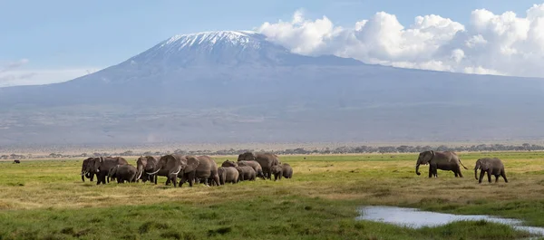 Panorama Grande Rebanho Familiar Elefantes Caminha Nas Pastagens Parque Nacional — Fotografia de Stock