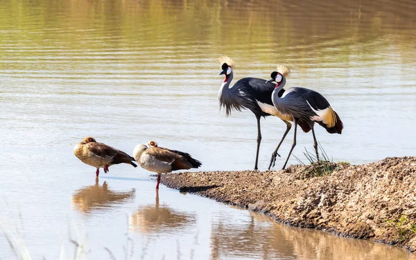 Een Paar Grijze Kranen Balearica Regulorum Een Paar Egyptische Ganzen — Stockfoto