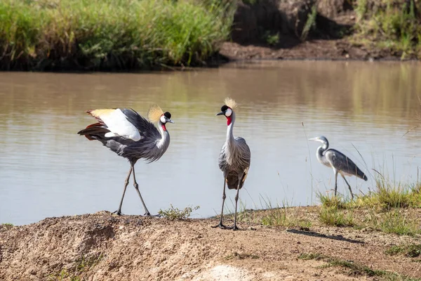 Ein Paar Graukronenkraniche Balearica Regulorum Und Ein Graureiher Ardea Cinerea — Stockfoto