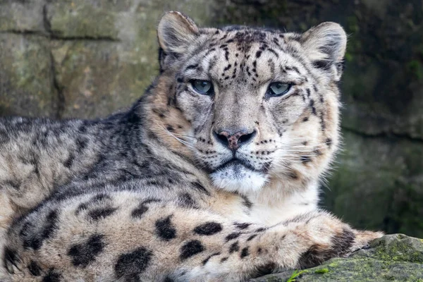 Hombre Adulto Leopardo Nieve Panthera Uncia Descansando Una Cornisa Rocosa — Foto de Stock