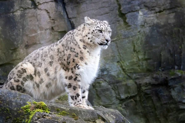 Hombre Adulto Leopardo Nieve Panthera Uncia Sienta Una Cornisa Rocosa — Foto de Stock